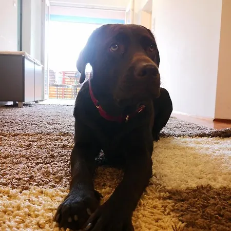 Alpinpelso Gæstehus