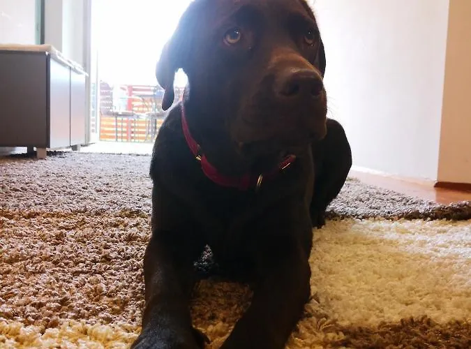 Alpinpelso 게스트하우스